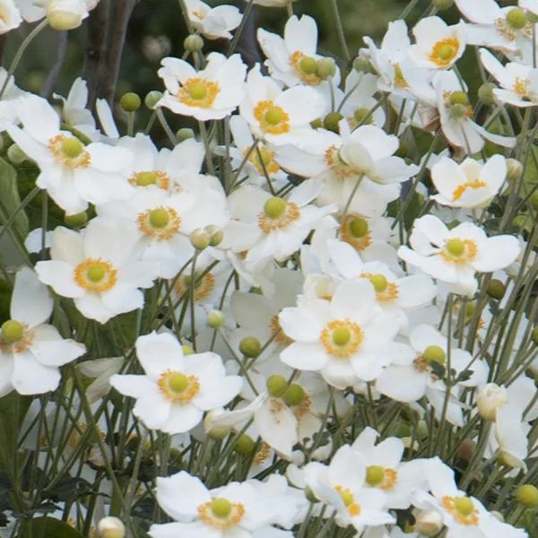 Anemone 'Honorine Jobert'
