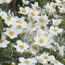 Load image into Gallery viewer, Anemone &#39;Honorine Jobert&#39;
