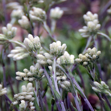 Load image into Gallery viewer, Antennaria neglecta
