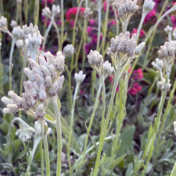 Antennaria plantaginifolia