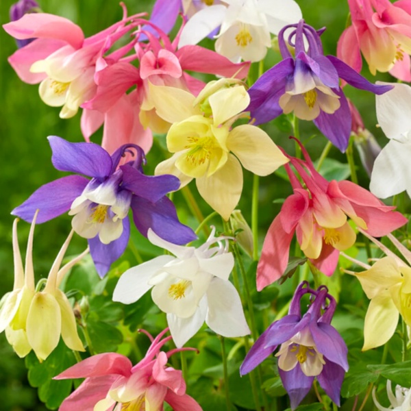 Aquilegia 'McKana Hybrids'