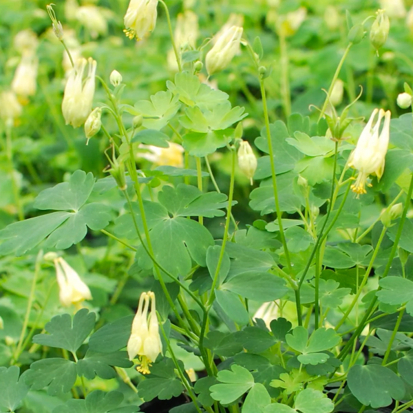 Aquilegia canadensis 'Corbett'