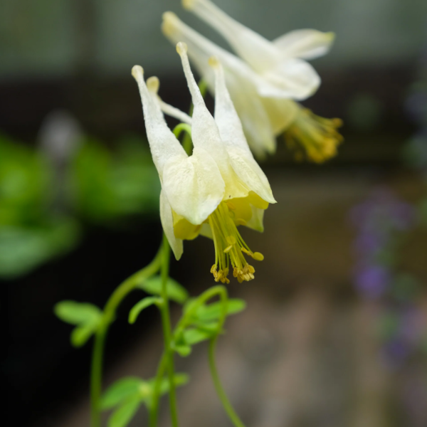 Aquilegia canadensis 'Corbett'