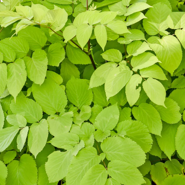 Aralia cordata 'Sun King'
