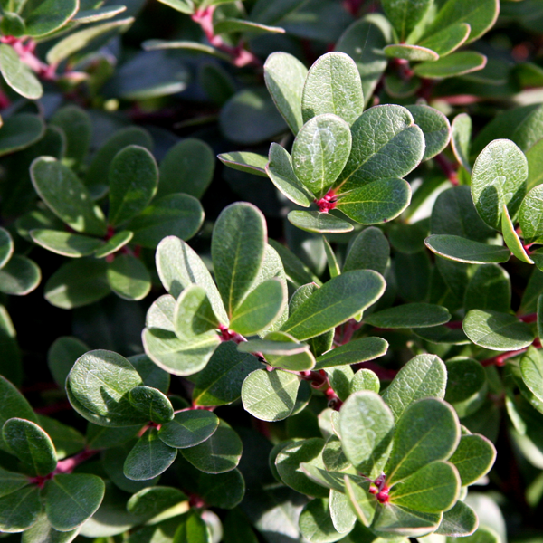 Arctostaphylos uva-ursi 'Massachusetts'