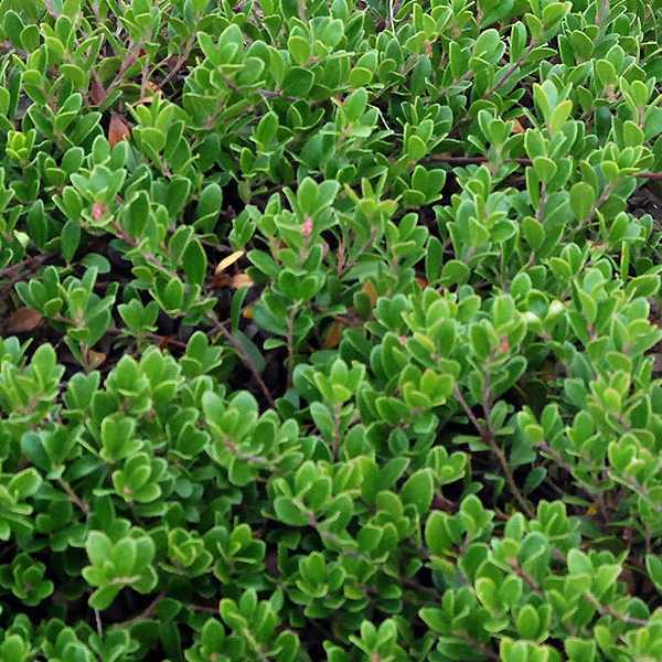 Arctostaphylos uva-ursi 'Massachusetts'