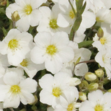 Load image into Gallery viewer, Arenaria Montana
