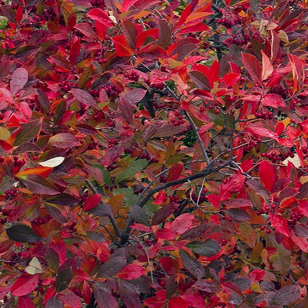 Aronia arbutifolia 'Brilliantissima'