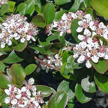 Load image into Gallery viewer, Aronia melanocarpa
