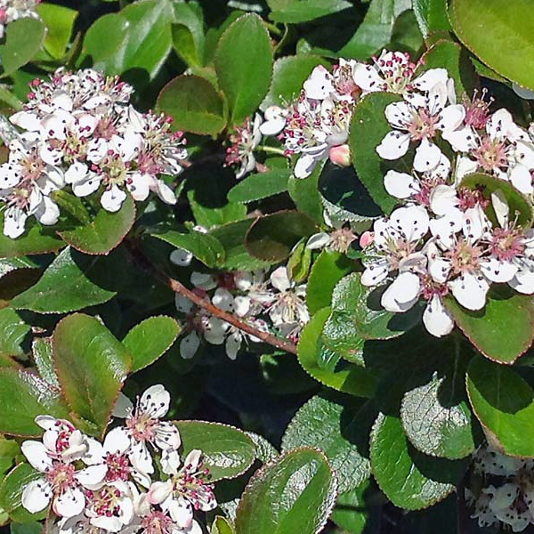 Aronia melanocarpa