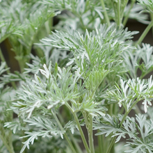 Load image into Gallery viewer, Artemisia &#39;Powis Castle&#39;

