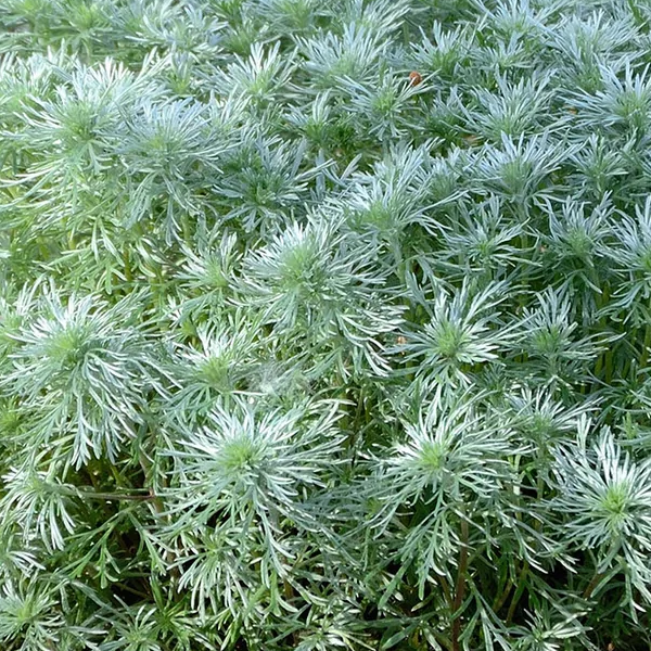 Artemisia 'Silver Mound'