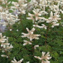 Load image into Gallery viewer, Aruncus aethusifolius
