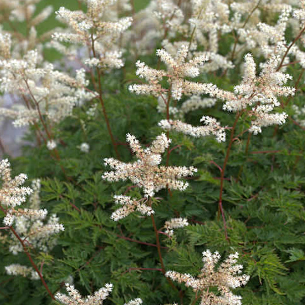 Aruncus aethusifolius