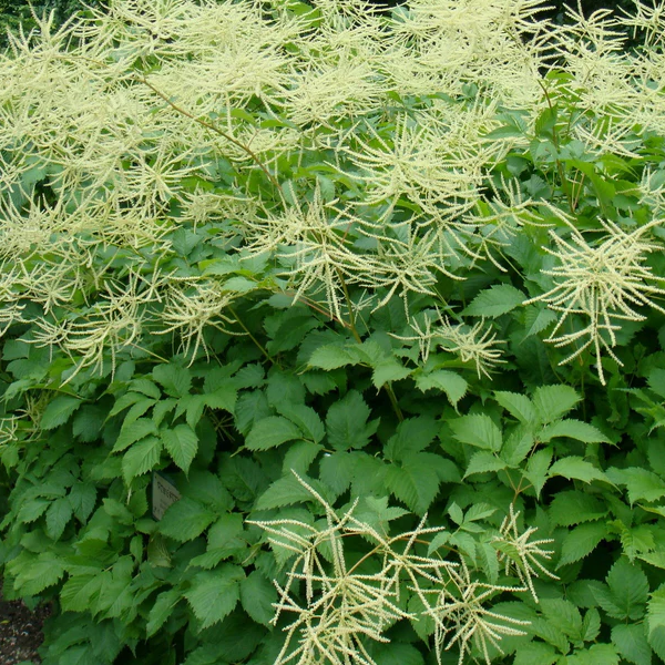 Aruncus dioicus