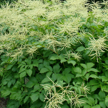 Load image into Gallery viewer, Aruncus dioicus
