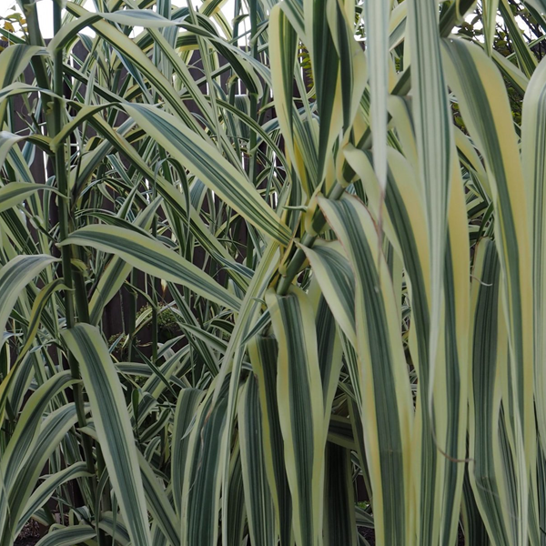 Arundo donax 'Peppermint Stick'