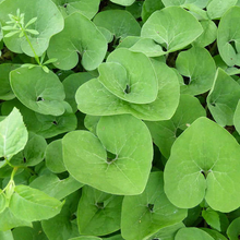 Load image into Gallery viewer, Asarum canadense
