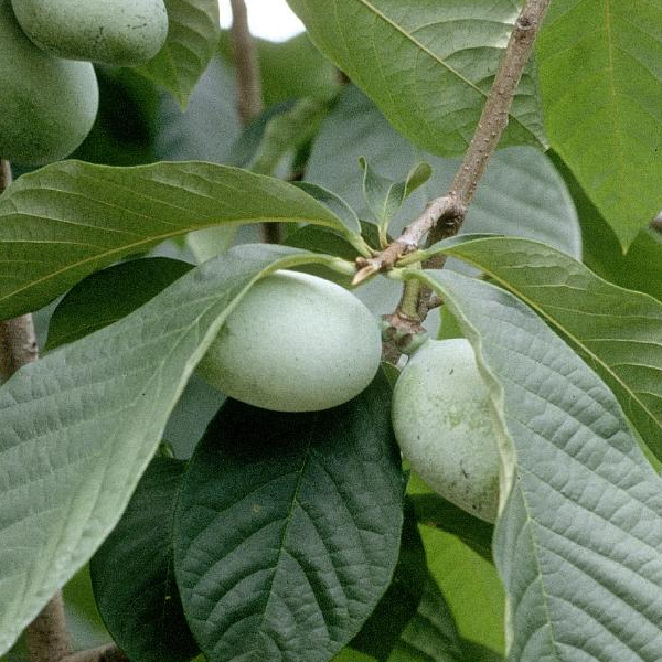 Asimina triloba
