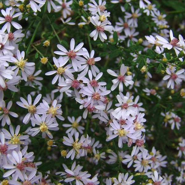 Aster cordifolius