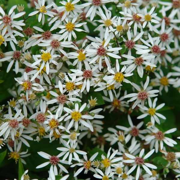 Aster divaricatus 'Eastern Star'