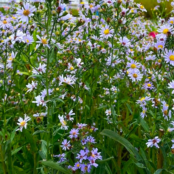 Aster laevis