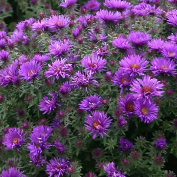 Aster novae-angliae 'Vibrant Dome'