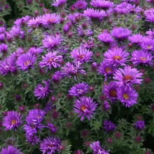 Load image into Gallery viewer, Aster novae-angliae &#39;Vibrant Dome&#39;
