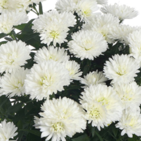 Aster novi-belgii 'Arctic White'