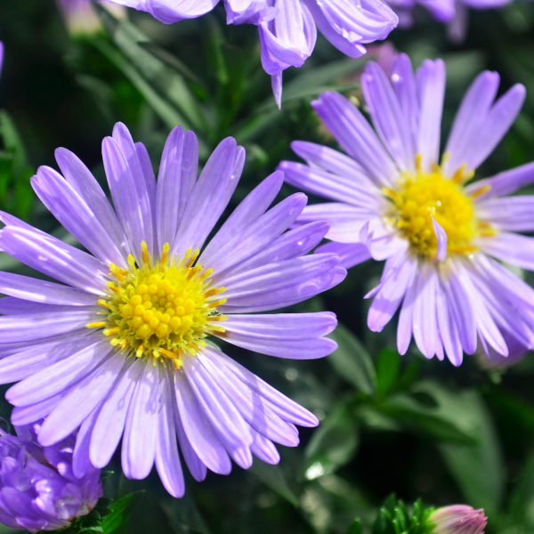 Aster novi-belgii 'Daydream Lavender'