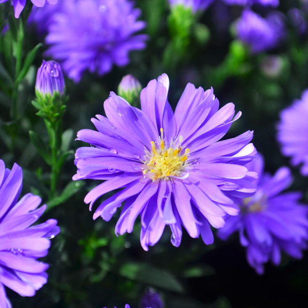 Aster novi-belgii 'Dragon Blue'