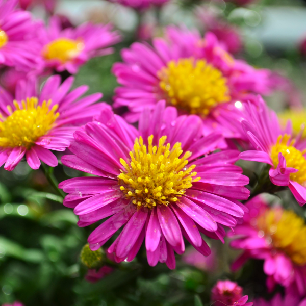 Aster novi-belgii 'Hazy Dark Pink'