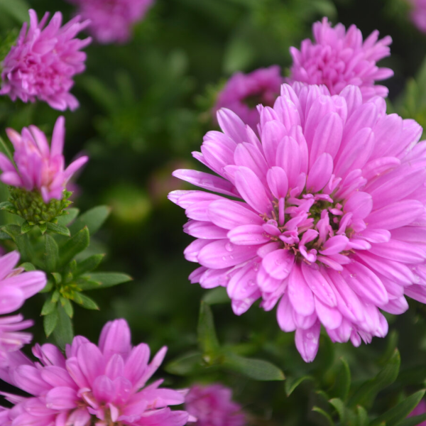 Aster novi-belgii 'Henry III Pink'