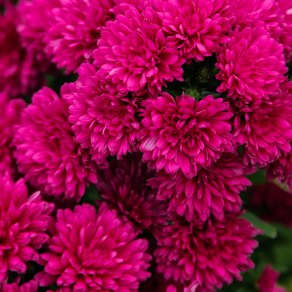 Aster novi-belgii 'Magenta'