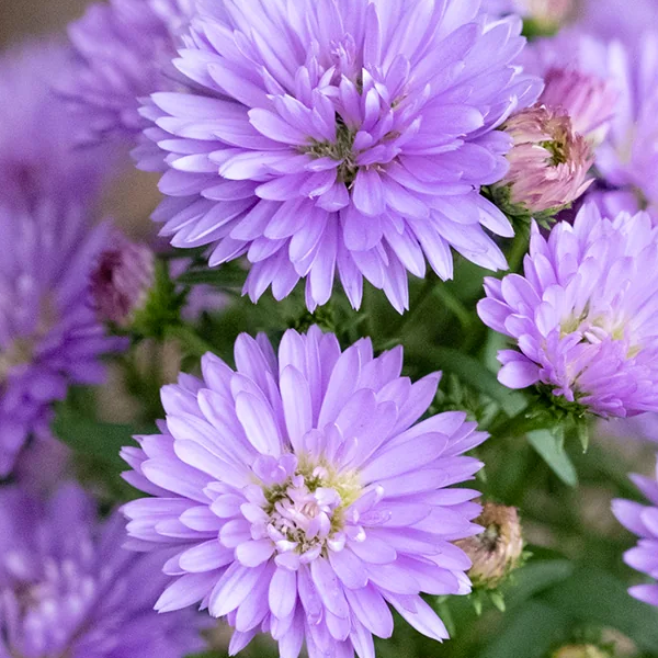 Aster novi-belgii 'Peter III Blue'