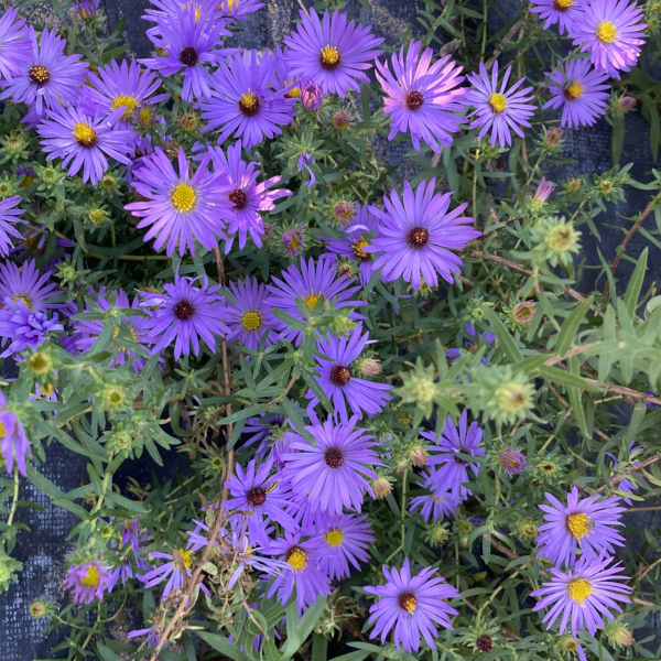 Aster oblongifolius