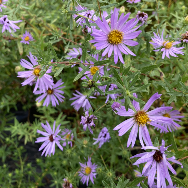 Aster oblongifolius