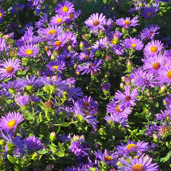Aster oblongifolius 'Twilight Sky'