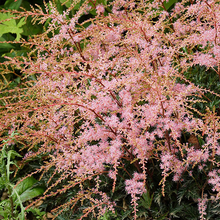 Load image into Gallery viewer, Astilbe &#39;Sprite&#39;
