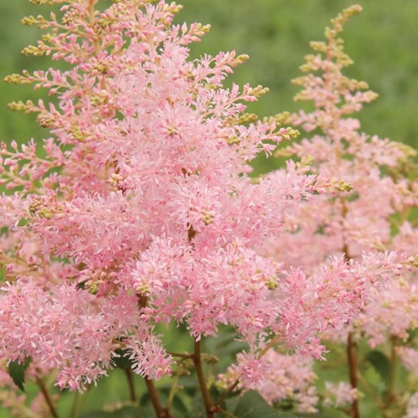 Astilbe 'Younique Pink'
