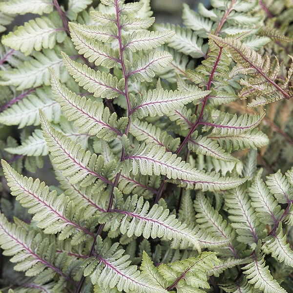 Athyrium 'Godzilla'