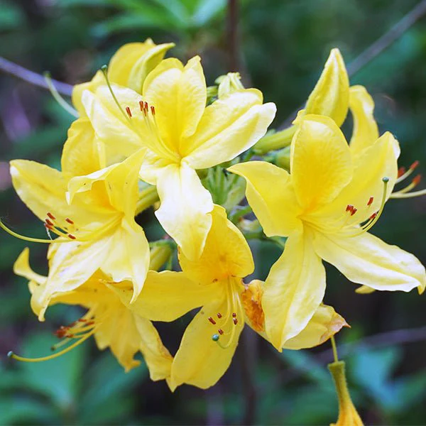 Azalea 'Lemon Lights'