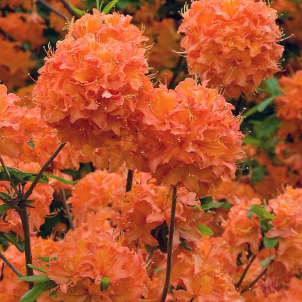 Azalea 'Mandarin Lights'