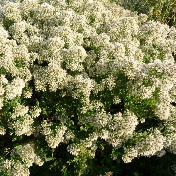 Baccharis halimifolia