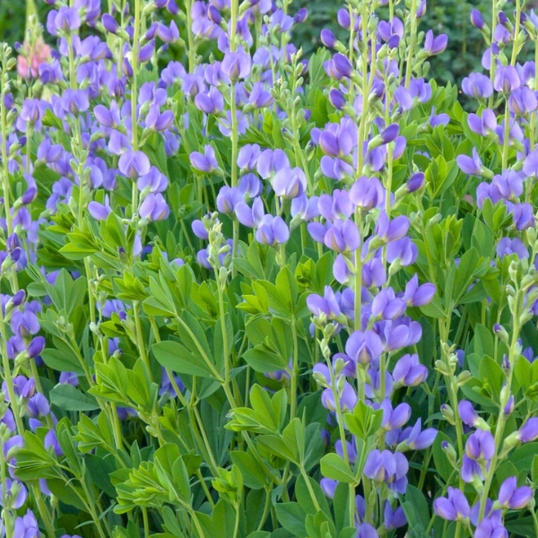 Baptisia 'Australis'