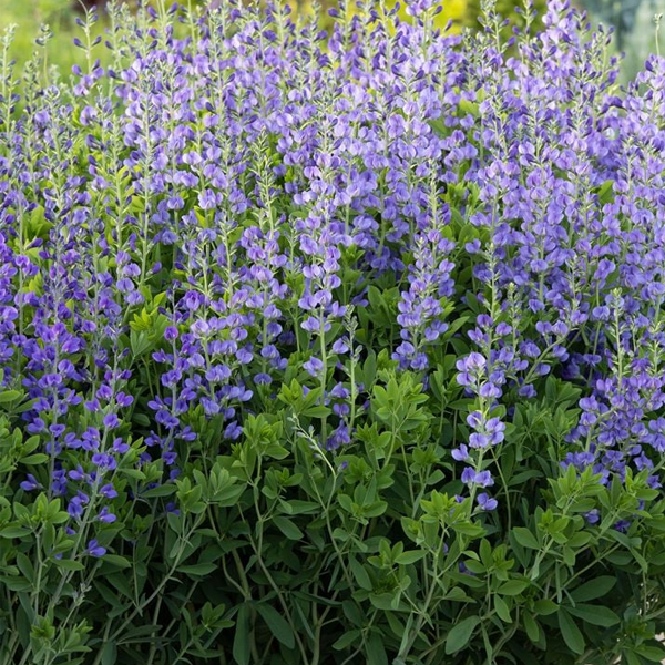Baptisia 'Australis'