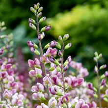 Load image into Gallery viewer, Baptisia &#39;Plum Rosey&#39;
