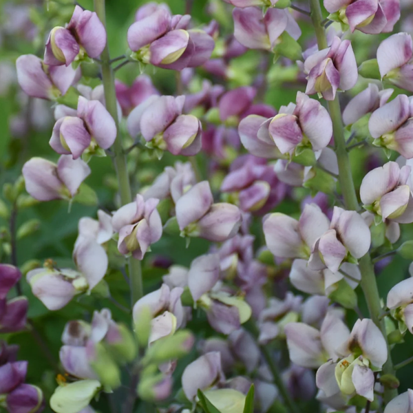 Baptisia 'Plum Rosey'