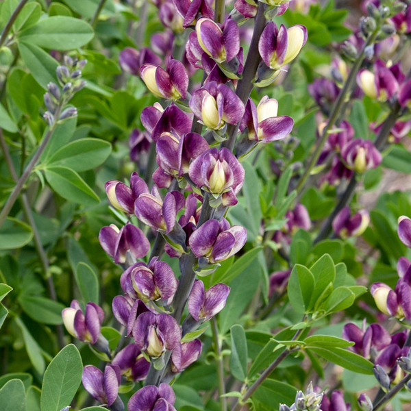 Baptisia 'Grape Escape'