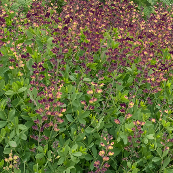 Baptisia 'Grape Escape'